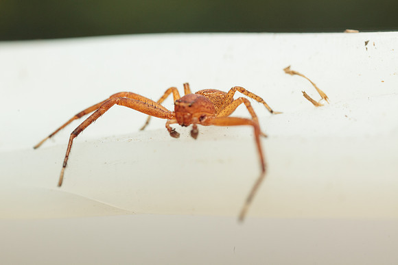 Xysticus funestus
