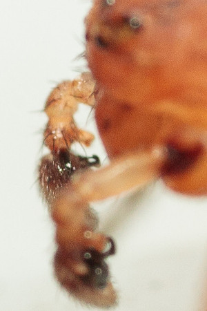 Xysticus funestus