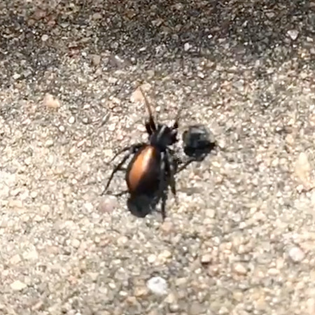 Araneae - Corinnidae - Castianeira descripta
