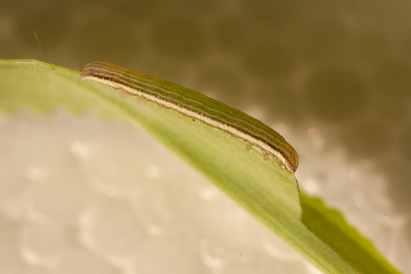 Noctuidae - Anicla infecta