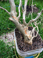 Tree1