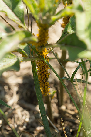 aphids