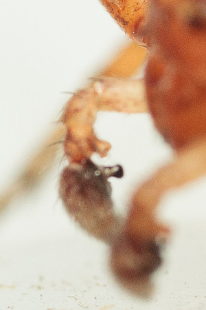 Xysticus funestus