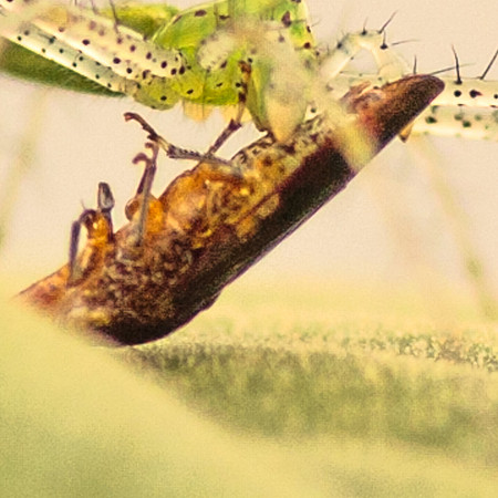 Hemiptera - Cicadellidae - Homalodisca vitripennis