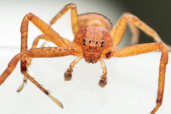 Xysticus funestus
