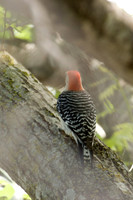 Red-bellied Woodpecker
