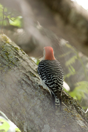 Red-bellied Woodpecker