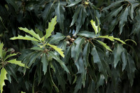 Quercus