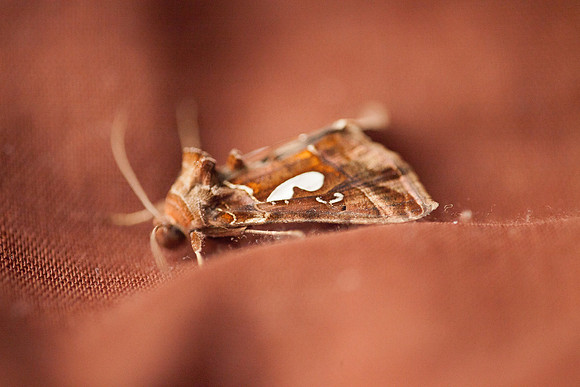 Noctuidae - Megalographa biloba