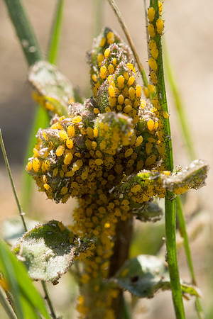 aphids