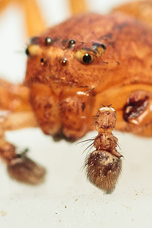 Xysticus funestus