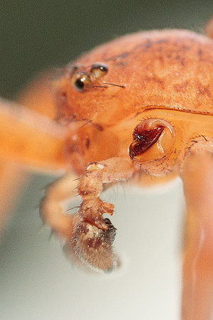 Xysticus funestus