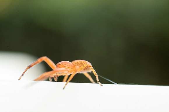 Xysticus funestus