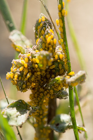 aphids