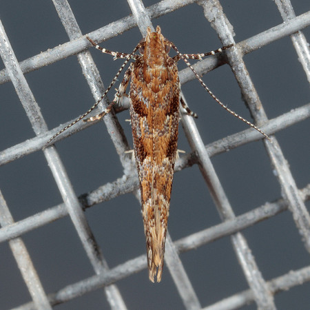 Lepidoptera moths - Gelechiidae - Aristotelia sp.