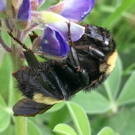 Hymenoptera - Apidae - Bombus pensylvanicus