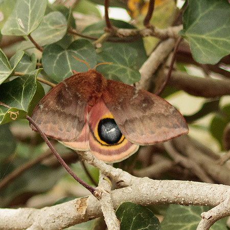Saturniidae - Automeris io