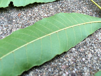 WalnutAndPecan
