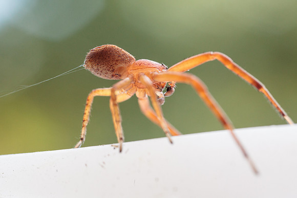 Xysticus funestus