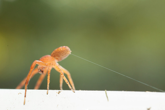 Xysticus funestus