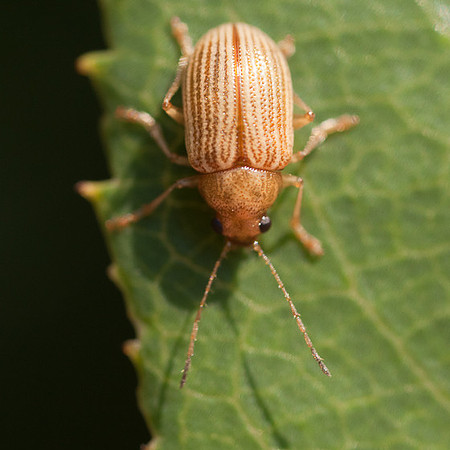 Coleoptera - Chrysomelidae - Colaspis sp.