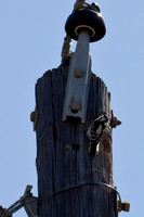 Downy Woodpecker