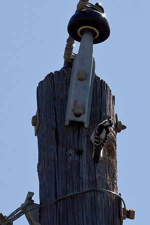 Downy Woodpecker