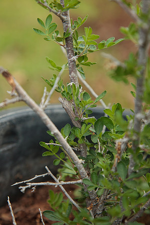 Noctuidae - Cucullia sp.