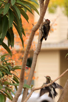 Downy Woodpecker1