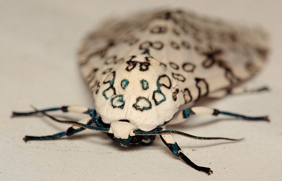 Erebidae - Hyperompe scribonia