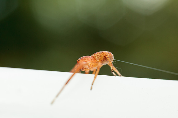 Xysticus funestus
