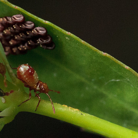Chariesterus antennator nymph and eggs