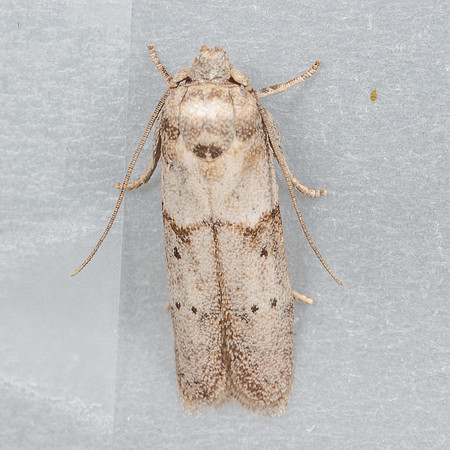 Blastobasidae - Blastobasis glandulella
