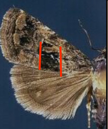 Tripudia quadrifera