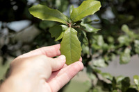 Leathery Live Oak