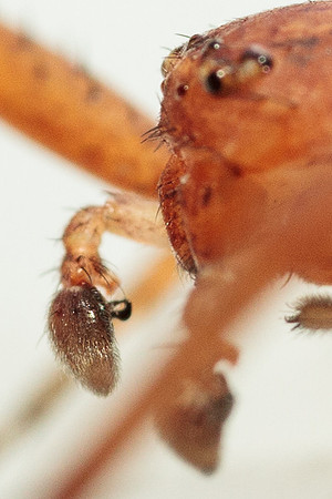 Xysticus funestus