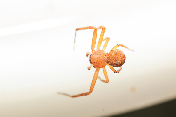 Xysticus funestus
