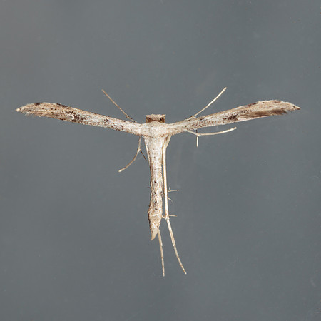 Lepidoptera moths - Pterophoridae - Pselnophorus belfragei