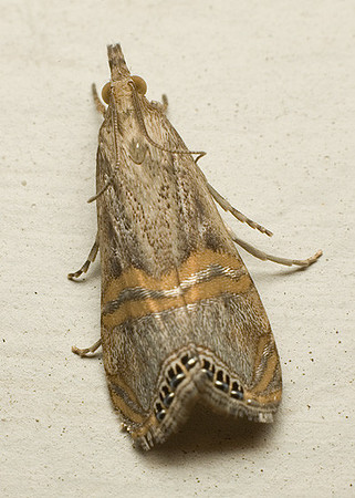 Crambidae - Euchromius ocelleus
