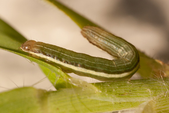 Noctuidae - Anicla infecta