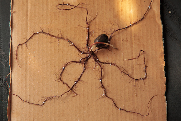 Chinquapin Oak Seedling