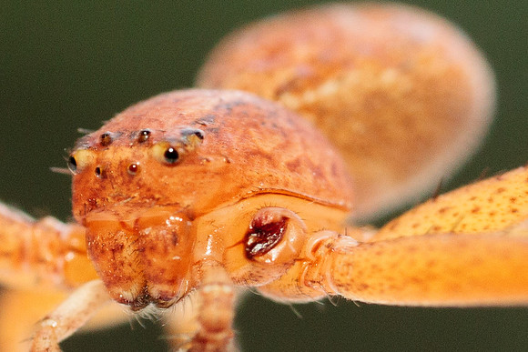 Xysticus funestus