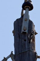 Downy Woodpecker