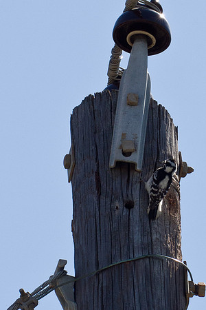 Downy Woodpecker