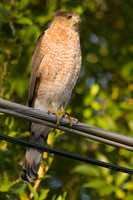 Cooper's Hawk