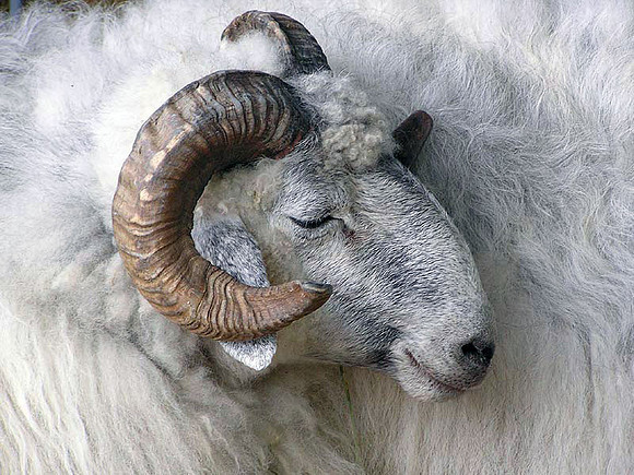 Emperor