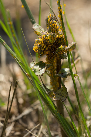 aphids