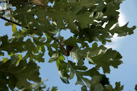 Quercus macrocarpa