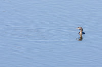 Pied-billed Grebe
