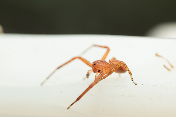 Xysticus funestus